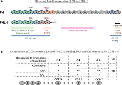 Tuning the Functionality by Splicing: Factor H and Its Alternative Splice Variant FHL-1 Share a Gene but Not All Functions